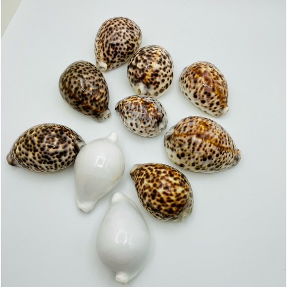 10 Cowrie Tiger & White Sea Shells approximately 2” to 3” or Turtle Shells - Picture 5 of 11